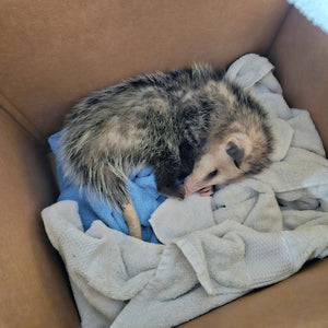 donate to help opossum malone recover