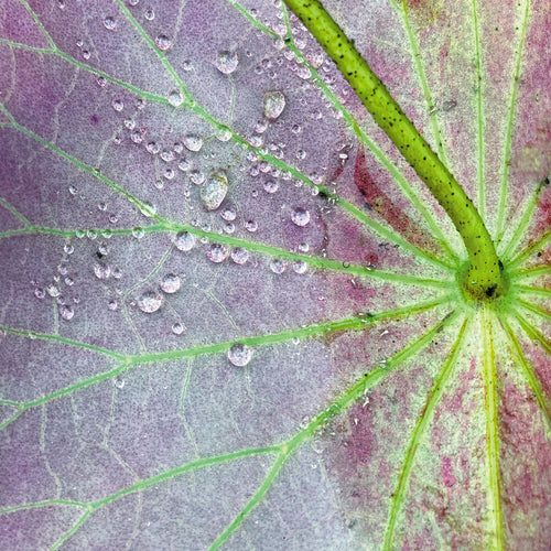 Pre-Order: Peter Chilvers * Dust 2 (10in) [New LP]