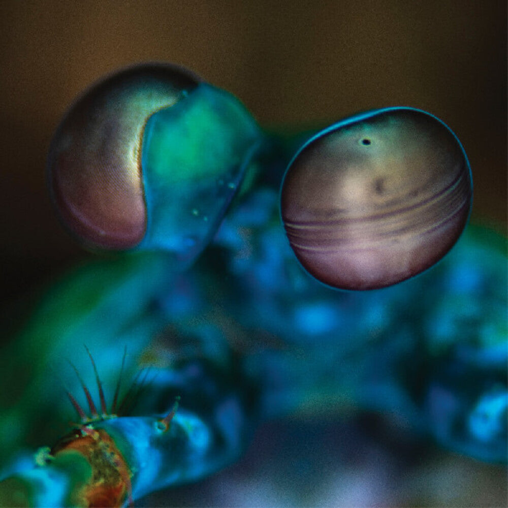 Melvin Gibbs * Amasia: Anamibia Sessions 2 [Clear Vinyl]