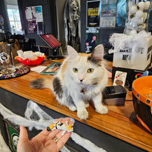 CC the Shop Cat Spin Fig